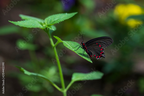 Pink Spotted Cattleheart butterfly resting on leaf
