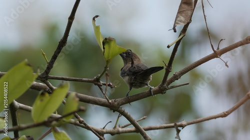 Photography Scaly-breasted Munia Bird Perched on a Branch and Pecking at a Green Leaf in the