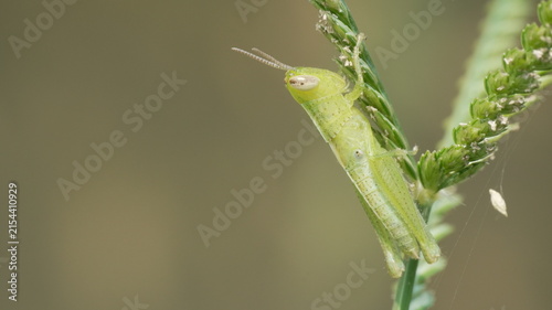 Bild auf Leinwand Macro Shot of a Small Green Grasshopper Perched on a Wild Grass Stalk with Blurr