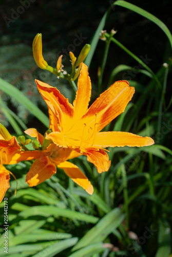 Bild auf Leinwand Hemerocallis flower grows in the garden