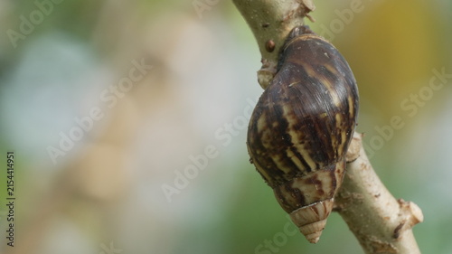 Fotografie Macro Close Up of a Land Snail Shell Attached to a Tree Branch with Soft Bokeh N
