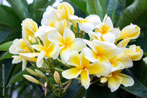 Blooming white and yellow plumeria frangipani flowers cluster with green leaves background.