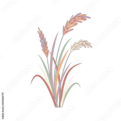 Red Fountain Grass illustration, tall feathery spikes
