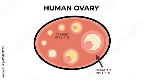 Human ovary anatomy illustration with follicles development and graafian follicle