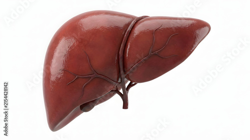 Anatomically accurate human liver illustration on white background with internal, clinical