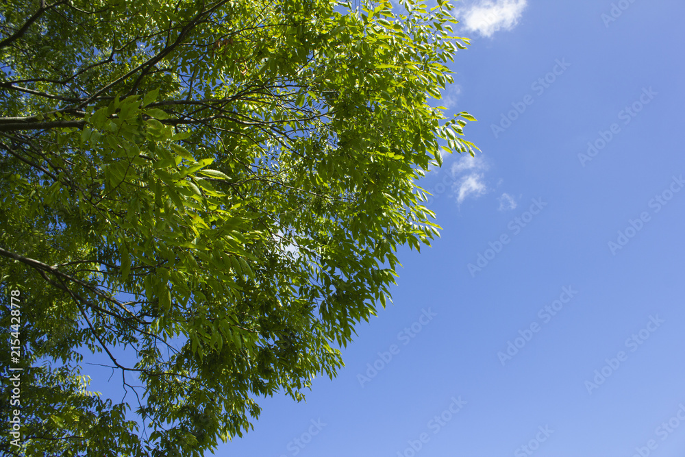 Fototapeta premium It is a blue sky and the branches of a zelkova tree.