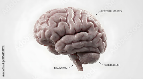 Labeled medical illustration of human brain anatomy with neurology healthcare medicine