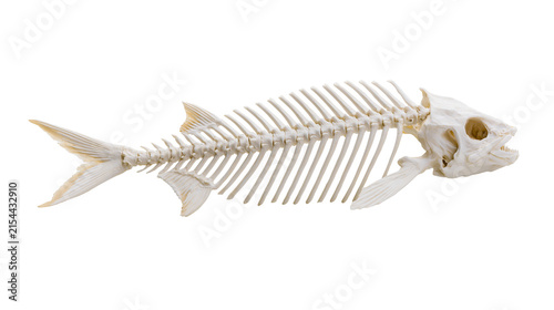 Bild auf Leinwand Detailed fish skeleton with intricate bone structure, isolated on transparent ba
