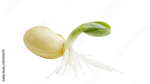 Foto Young soybean sprout with delicate roots and green leaves, isolated on transpare