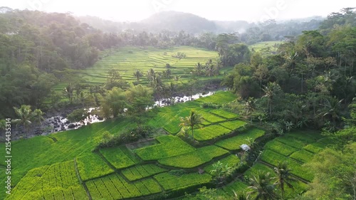 Lush Green Rice Terrace Fields with Tropical Palm Trees and River