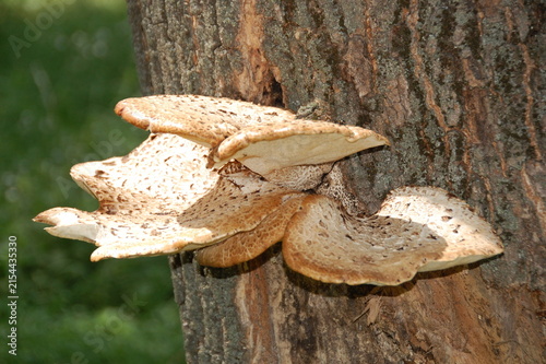 Quadro su tela Close-up of bracket fungi growing on the trunk of a tree in a forest