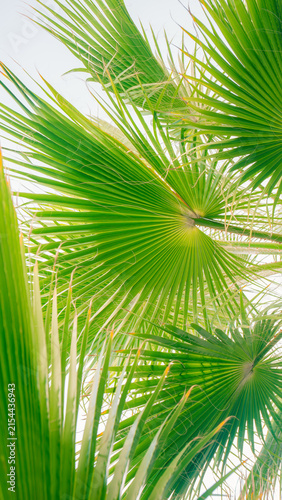 Low angle view looking up at the trunk and green leaves of a palm tree against a bright sky. Tropical vacation and summer concept.	