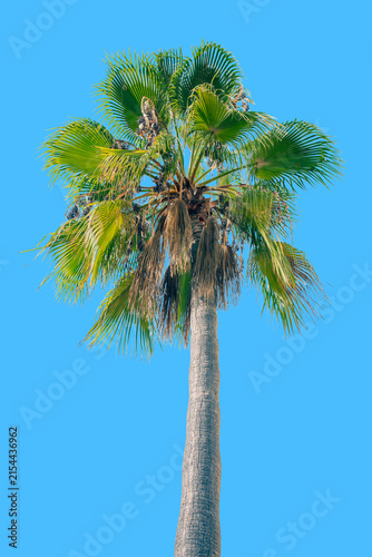 Tall green palm tree against clear blue sky background. Minimalist summer concept, tropical travel, holiday, copy space.	