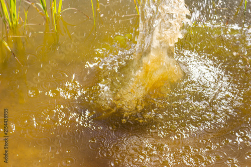 фотографія Dynamic splash created by a heavy stone hitting the murky water surface, capturi
