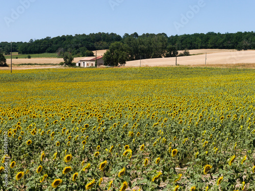 Picturesque, vibrant sunflower field, Dordogne, southern France. Bright yellow flowers turn their heads in the summer sun. Beautiful rural summer scene typical of the French countryside.