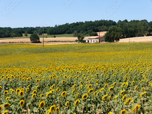 Beautiful sunflowers, Dordogne, France. Field of intense yellow flower heads on a bright summers day. Colourful summer scene typical of the southern French countryside.