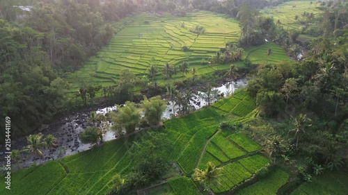Lush Green Rice Terrace Fields with Tropical Palm Trees and River