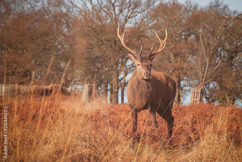 Photography Portrait of a red deer stag in London, during autumn season