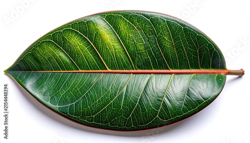 Detailed Close Up Of A Vibrant Tropical Ficus Leaf Isolated On A Pure White Background
