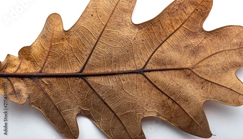 Detailed Macro Shot of a Dried Brown Oak Leaf on White Background
