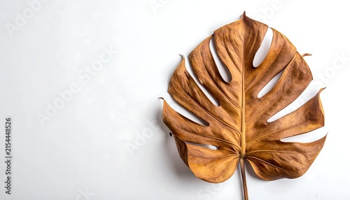 Dry brown monstera leaf isolated on a white background with empty space for your design