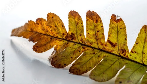 Close-up of a browning autumn fern frond against a white background