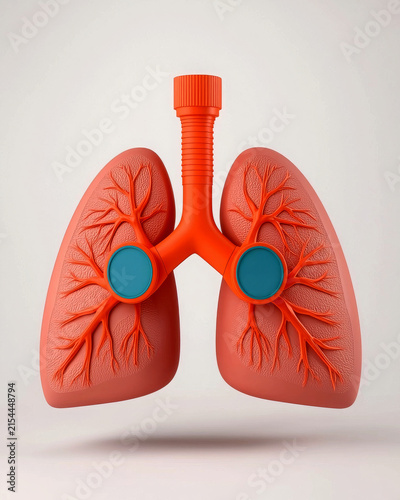 Lung anatomy respiratory trachea bronchus vessel medical organ red 3d rendering human lung model