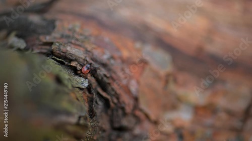 Red and black tick on tree bark close up