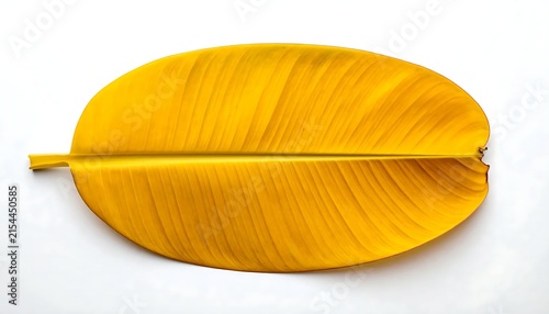Vibrant yellow leaf against a stark white background, showcasing intricate veins
