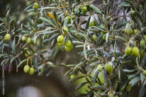 Close-up of fresh green olives hanging on branches of an olive tree in Greece