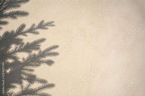 The sharp shadow of a fir branch cast across a bare plaster wall by