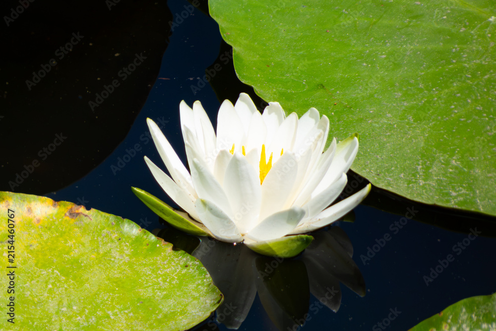 水辺の花」の写真素材 | 28,693件の無料イラスト画像 | Adobe Stock