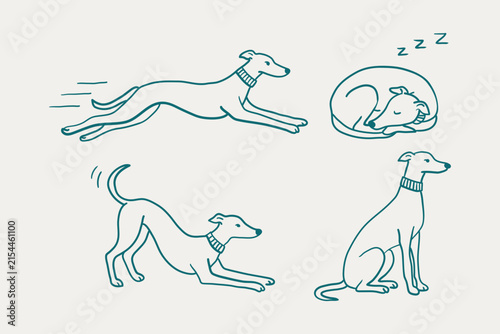 Hand Drawn Greyhound Dog Poses Set, Whippet Italian Greyhound Doodles Vector Illustration, Line Art Pet Clipart Collection