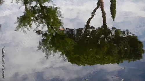 Surface of water slightly moved by wind with reflection of green trees, Mediterranean stone pine, Pinus pinea, floating brown autumn leaf, blue sky and white clouds - natural background of seasons