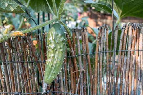 Canvastavla Einlegegurke hängt am Gartenzaun