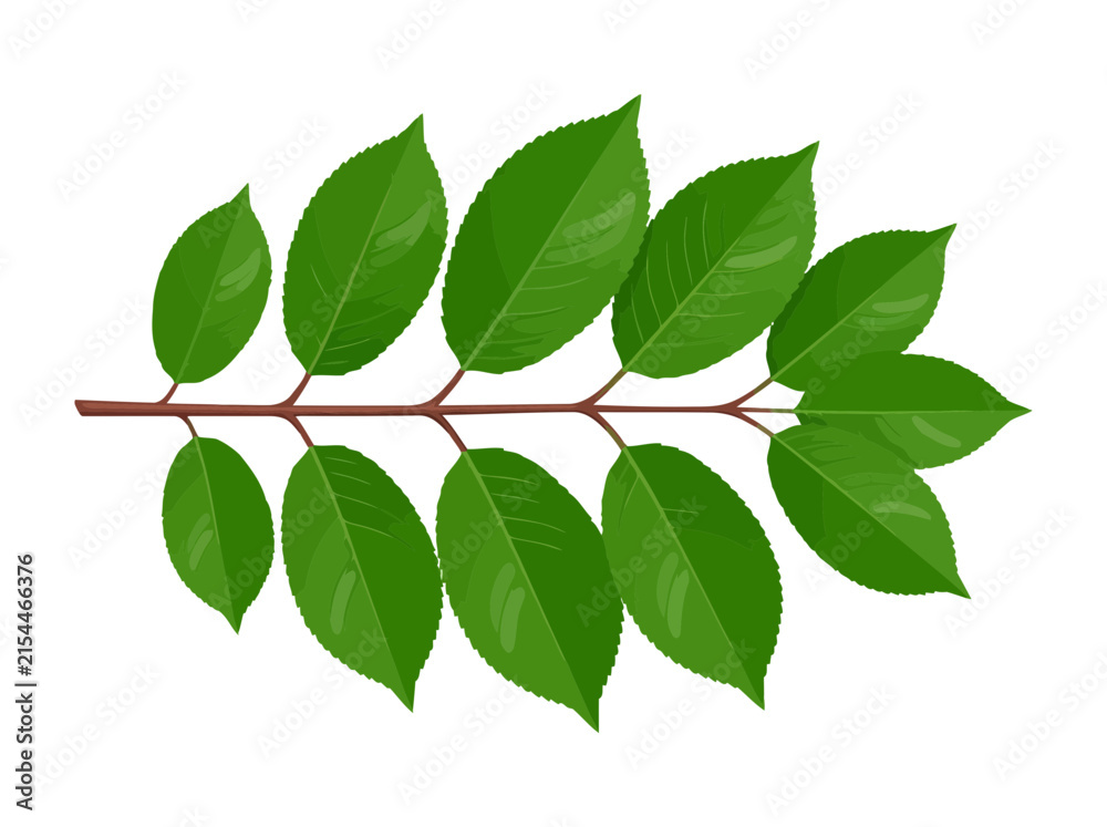 Fototapeta premium Green leaves branch isolated on white background