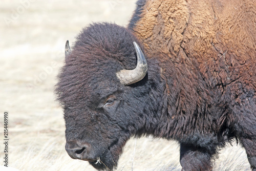 Bison on Antelope Island, Utah, in winter	