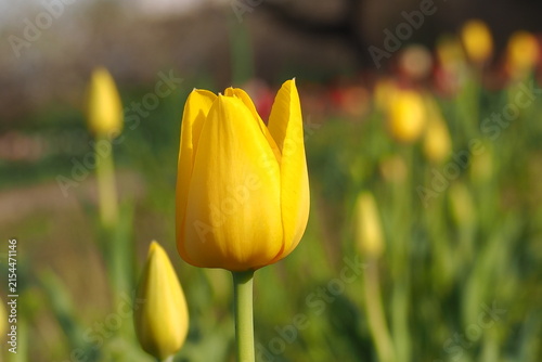 植物　春の花 Tulip fields in the evening	