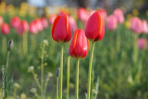 植物　春の花 Tulip fields in the evening	