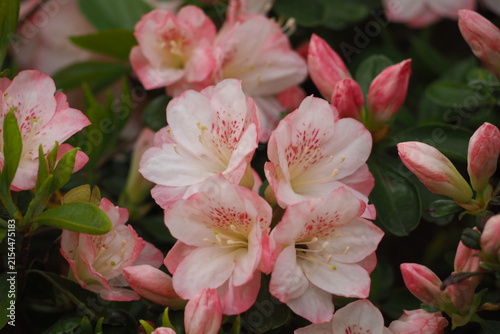 植物　花　夕方　風景　光 Azaleas blooming in the park in the evening