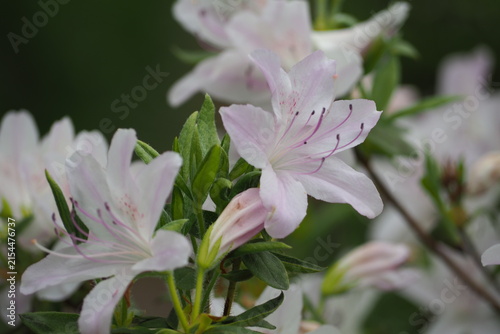 植物　花　夕方　風景　光 Azaleas blooming in the park in the evening