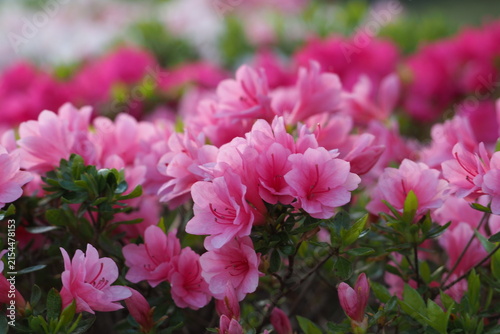 植物　花　夕方　風景　光 Azaleas blooming in the park in the evening