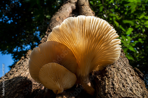 Canvastavla Pleurotus ostreatus, the oyster mushroom or oyster fungus on the trunk