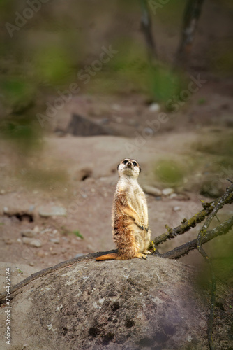 Obraz na płótnie A cute meerkat sits on a large rock and carefully looks on your, checking if you are dangerous