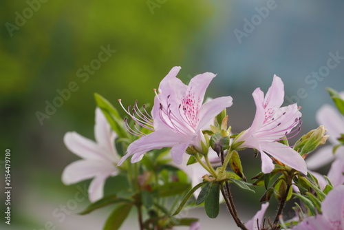 植物　花　夕方　風景　光 Azaleas blooming in the park in the evening