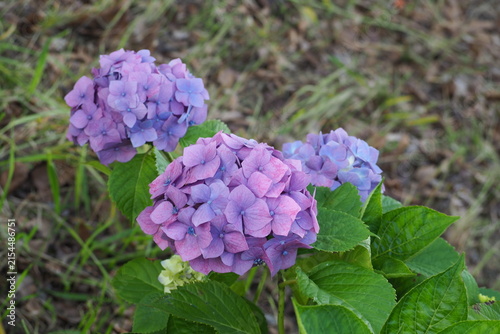 植物　自然　風景　花　夕方 flowers
