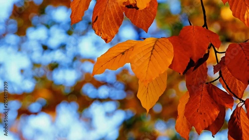 Close up of vibrant golden yellow and red autumn beech leaves swaying gently on branch with beautiful blurred soft background bokeh in sunny fall forest. Perfect nature background.