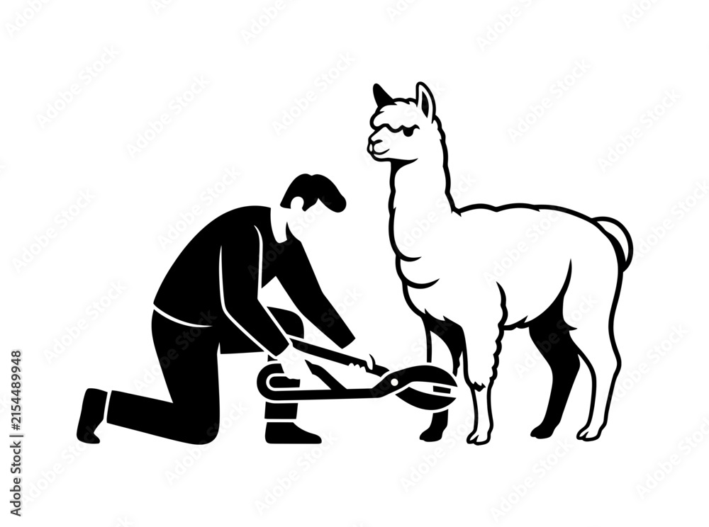 Naklejka premium Black and white illustration of a man kneeling to trim an alpaca's hooves on a farm