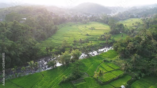 Lush Green Rice Terrace Fields with Tropical Palm Trees and River