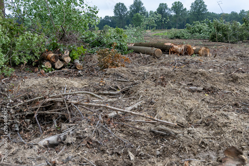 Forestry Logging Site After Clearing, A cleared forest area shows felled trees, logs, branches, and debris scattered across the muddy ground